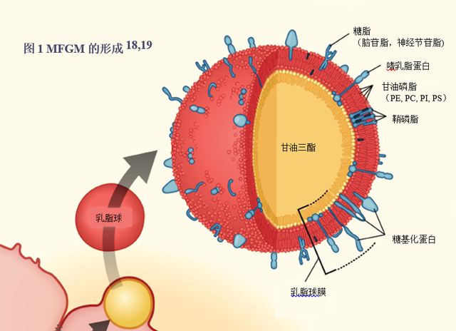 配方奶粉中的“黃金”——MFGM乳脂球膜